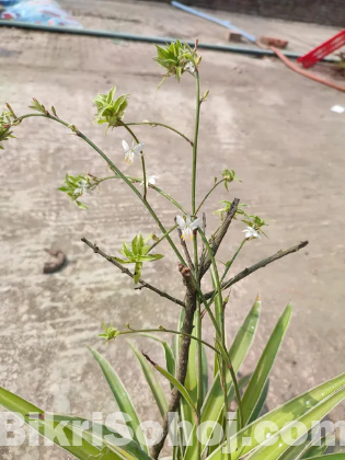 Spider plant